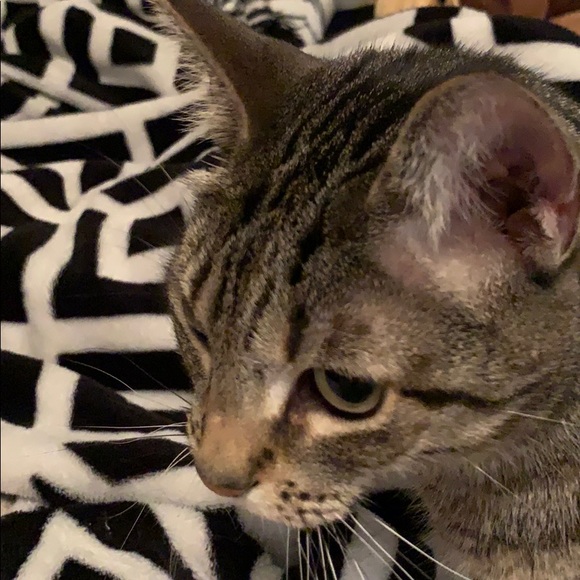 Meet your Posher, Reid - Picture 1 of 1